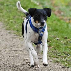 Dansk svensk gaardhund Eddie R.I.P. min dreng...