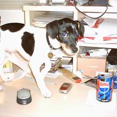 Dansk svensk gaardhund Eddie R.I.P. min dreng...