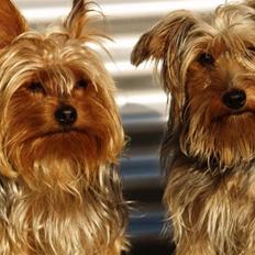 Yorkshire terrier Otto og Alma