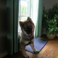 Eurasier Deco