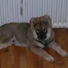 Eurasier Deco