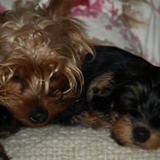 Yorkshire terrier Otto og Alma