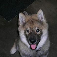Eurasier Deco