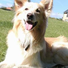 Blanding af racer Ludvig