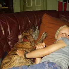 Grand danois Olga  *død*