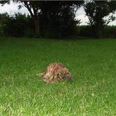 Grand danois Olga  *død*