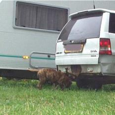 Grand danois Olga  *død*