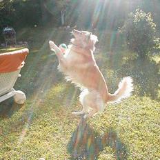 Blanding af racer Ludvig