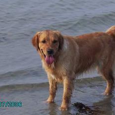 Golden retriever Kuka