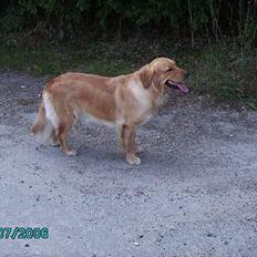 Golden retriever Kuka