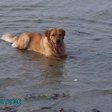 Golden retriever Kuka