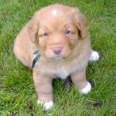 Nova scotia duck tolling retriever Sigurd