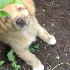 Nova scotia duck tolling retriever Sigurd