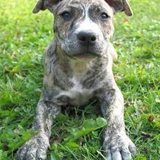 Amerikansk staffordshire terrier Zita