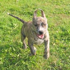 Amerikansk staffordshire terrier Zita