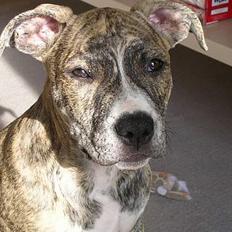 Amerikansk staffordshire terrier Zita