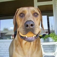 Rhodesian ridgeback pluto