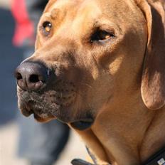 Rhodesian ridgeback pluto