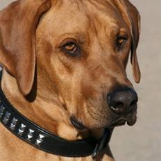 Rhodesian ridgeback pluto