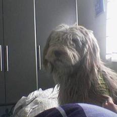 Schapendoes Balu De Olde Griese