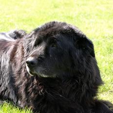 Newfoundlænder Trille aflivet D.11.12.08