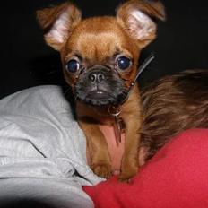 Griffon petit brabancon Palle