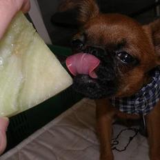 Griffon petit brabancon Palle