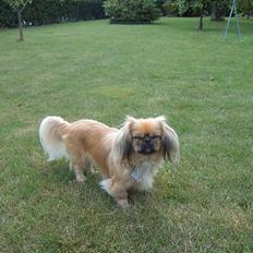 Pekingeser SPIRIT