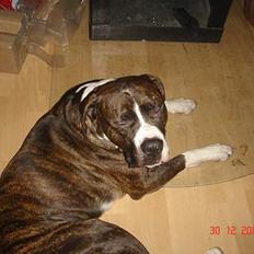 Amerikansk bulldog Jaws