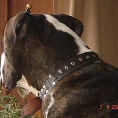 Amerikansk bulldog Jaws