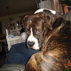 Amerikansk bulldog Jaws