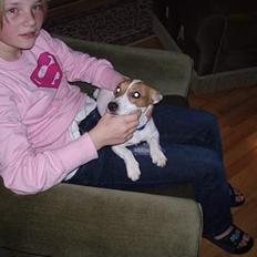 Jack russell terrier mille (SOLGT)