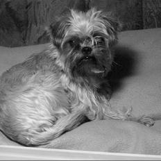 Blanding af racer Zita