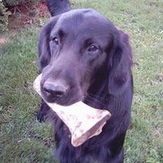 Flat coated retriever Snoppi