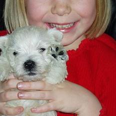 West highland white terrier Buster