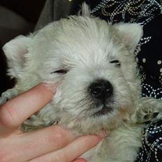 West highland white terrier Buster