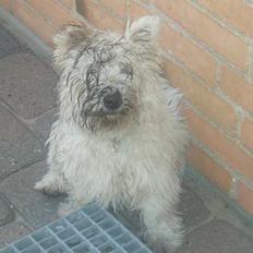 West highland white terrier Buster