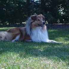 Shetland sheepdog Simba