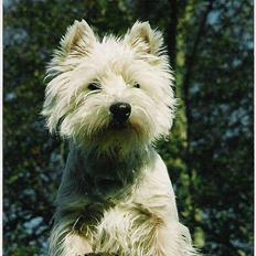 West highland white terrier sisse *død* †