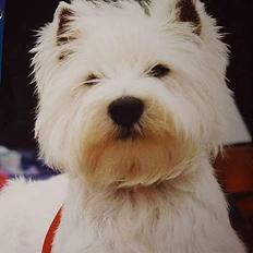 West highland white terrier fie  RIP †