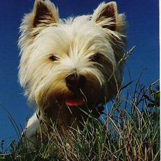 West highland white terrier fie  RIP †