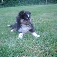 Shetland sheepdog Taylor