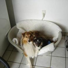 Shetland sheepdog Taylor