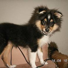 Shetland sheepdog Taylor