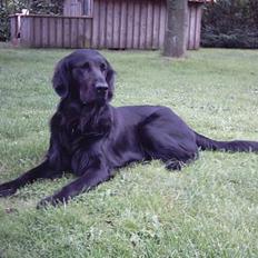 Flat coated retriever Snoppi
