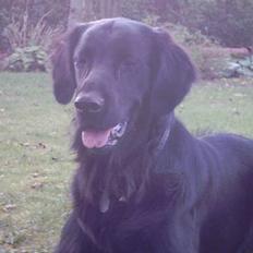 Flat coated retriever Snoppi