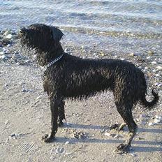 Riesenschnauzer Fanta