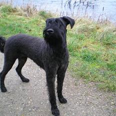 Riesenschnauzer Fanta