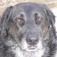 Labrador retriever Bøffe R.I.P