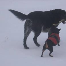 Labrador retriever Bøffe R.I.P